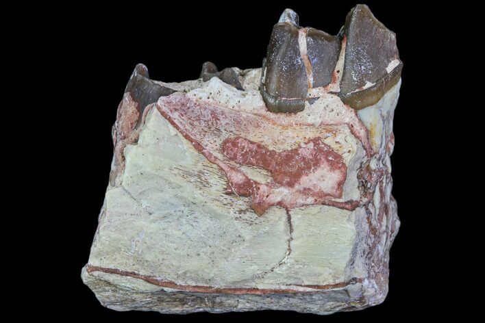 Hyracodon (Running Rhino) Jaw Section - South Dakota #80166